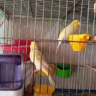 یک جفت قناری لیموی بلند شلاقی بخون مولد کار داده اماده