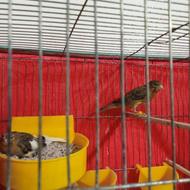 یک جفت قناری قهوهای شلاقی بخون مولد کار داده آماده بشرط