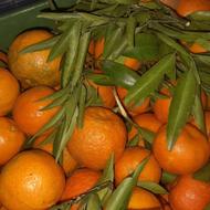 نارنگی وپرتغال