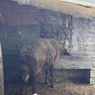 گوسفند نر تخمی