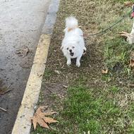 سگ پیدا شده