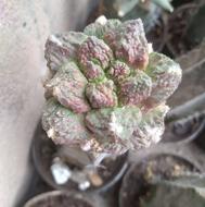 کاکتوس آریو