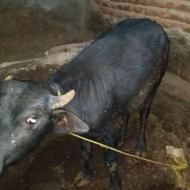 گاومیش نر سالم