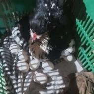 مرغ بالغ گلین لری کرچ شده پنگوئنی فول کیفیت نژاد کرچی بالا