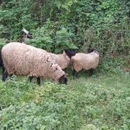 فروش رومانوف آبستن