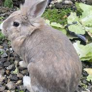 خرگوش فروشی در حد