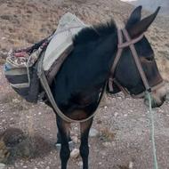 فروش فوری قاطر