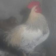 خروس ومرغ محلی بزرگ وتخمگزارپونصدوپنجاه دوتاش.