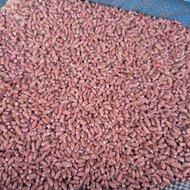 گندم رنگ شده مناسب مصرف دام