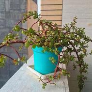 گل آپارتمانی