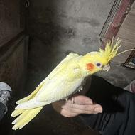 فروش جوجه عروس تازه دون خور و بالغ