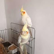 عروس هلندی با4تاجوجه