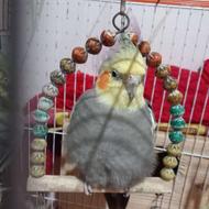 فروش عروس هلندی 2تاماده یدونه نر