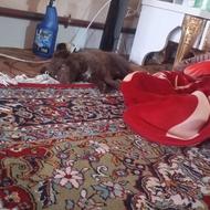 واگذاری سگ پاکوتا بسیار بازی گوش شیطون