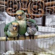 کوتوله برزیلی و عروس هلندی