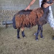 2عددقوچ قره قزل اصل