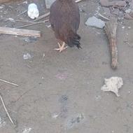 مرغ شومرو اصیل