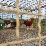 قرقاول برژیکی 3عدد 2ساله یک نر 2عددماده