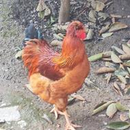 دوعددخروس 9ماهه