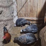 بوقلمون. هشدرخان