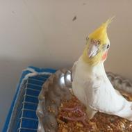 عروس هلندی پرنده