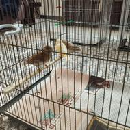 3 تا قناری نر بخون و 3 تا ماده آماده