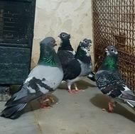 کبوتر 4 تاهستن