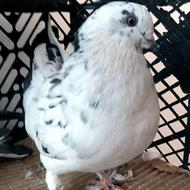 کبوترکله دم سبزپرشی/ساتن بلژیکی/طوقی پاپر