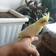 جوجه عروس هلندی