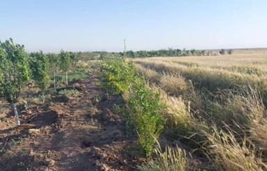 1000متر زمین کشاورزی