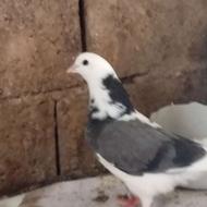 کبوتر نر پرشی اس