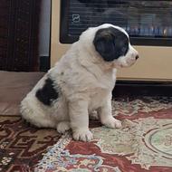 واگذاری توله ماده الابای