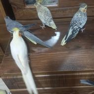 طوطی عروس هلندی