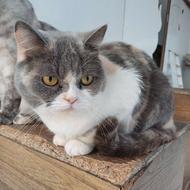 بریتیش ماده