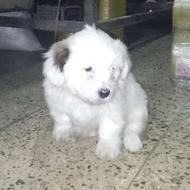 واگذاری توله 2ماهه خوشگل و باهوش