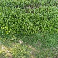 بوته نشاکاهو