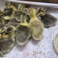 جوجه غاز 1 روزه 12 عدد