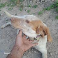 توله میکس آلمان ستر واگذاری