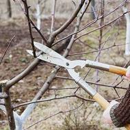 هرس درخت انجام می شود