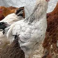 فروش فوری خروس برهما