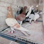 دسته 7تایی کفتر هوایی ماده مال یک بومب و چخ پرشی