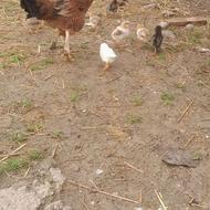 دوتا مرغ با جوجه یکی با جوجه اردک یکی مرغ