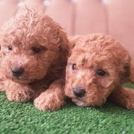 پودل مینی فرفری واگذاری