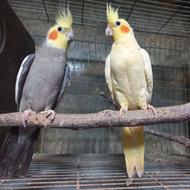 عروس هلندی مولد