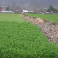 فروش علوفه دام شبدر