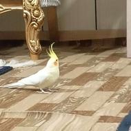 دو جفت پرنده سالم و سرحال