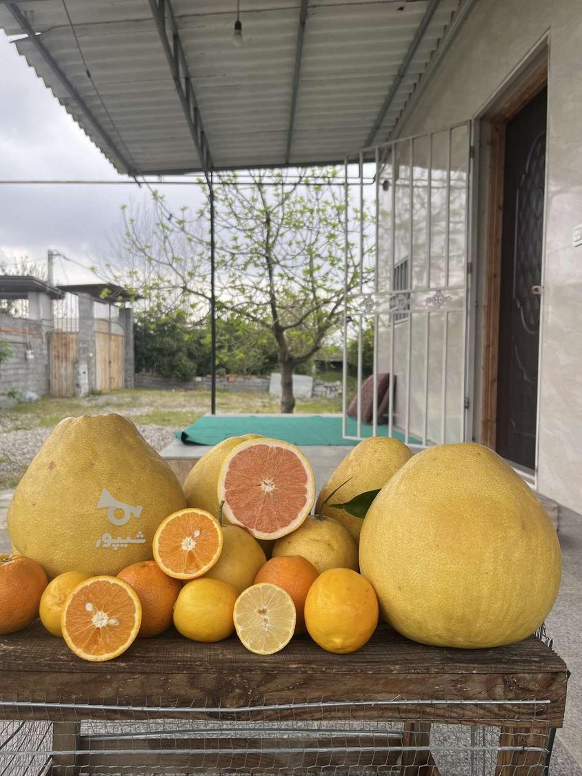 بهترین نوع مرکبات مازندران بمقدار محدود