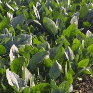 فروش مستقیم سبزی تازه - روز چین