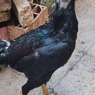 خروس لاری 4دانگ