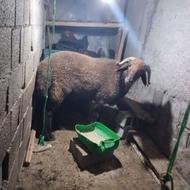 خریدار گوسفند داشتی گوشتی